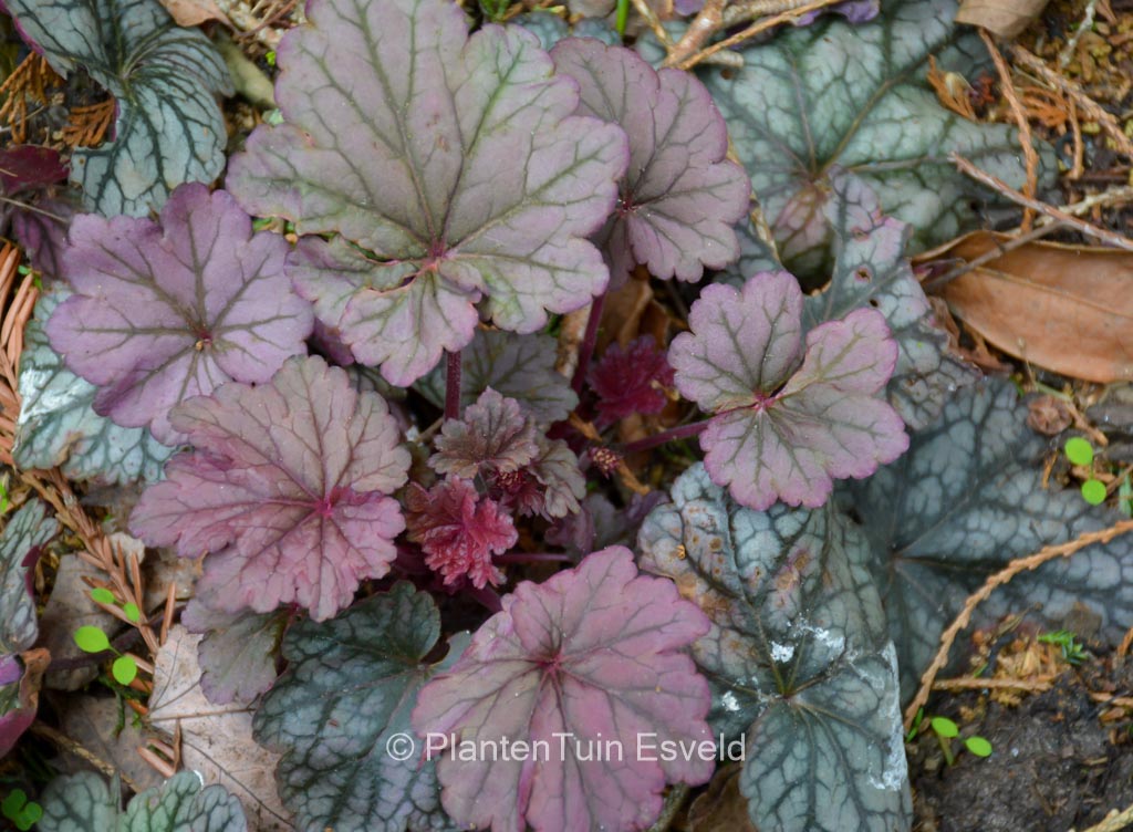 Heuchera 'Sugar Plum'