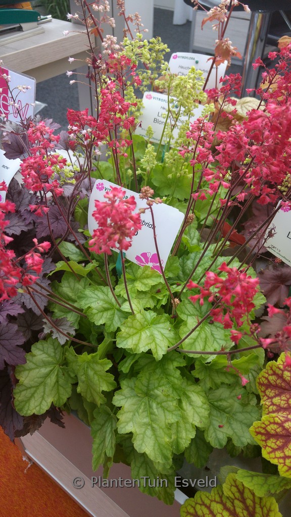 Heuchera 'Tokyo'