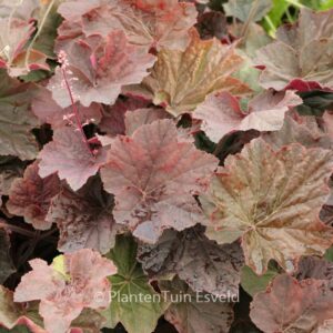 Heuchera 'XXL'