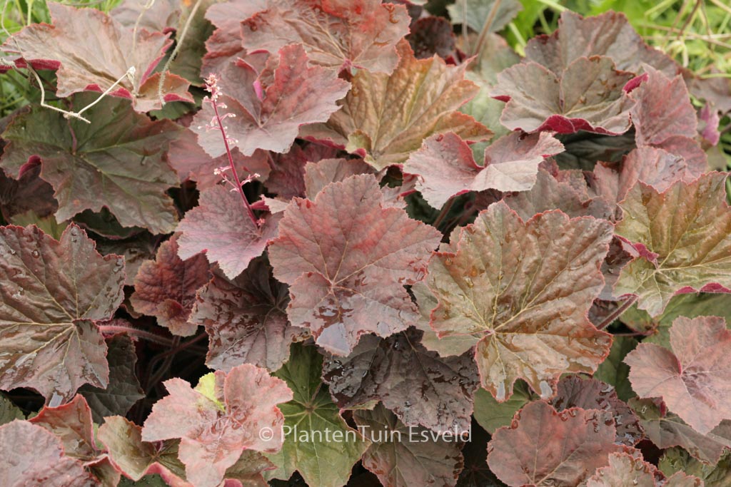 Heuchera 'XXL'