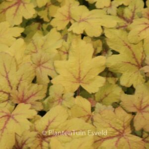 Heucherella 'Alabama Sunrise'