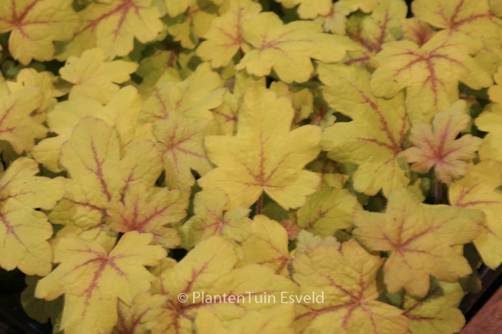 Heucherella 'Alabama Sunrise'