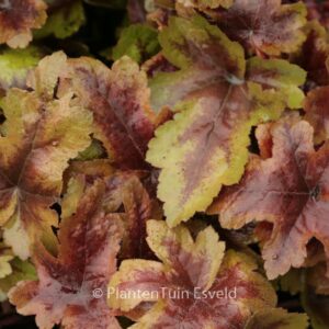 Heucherella 'Brass Lantern'