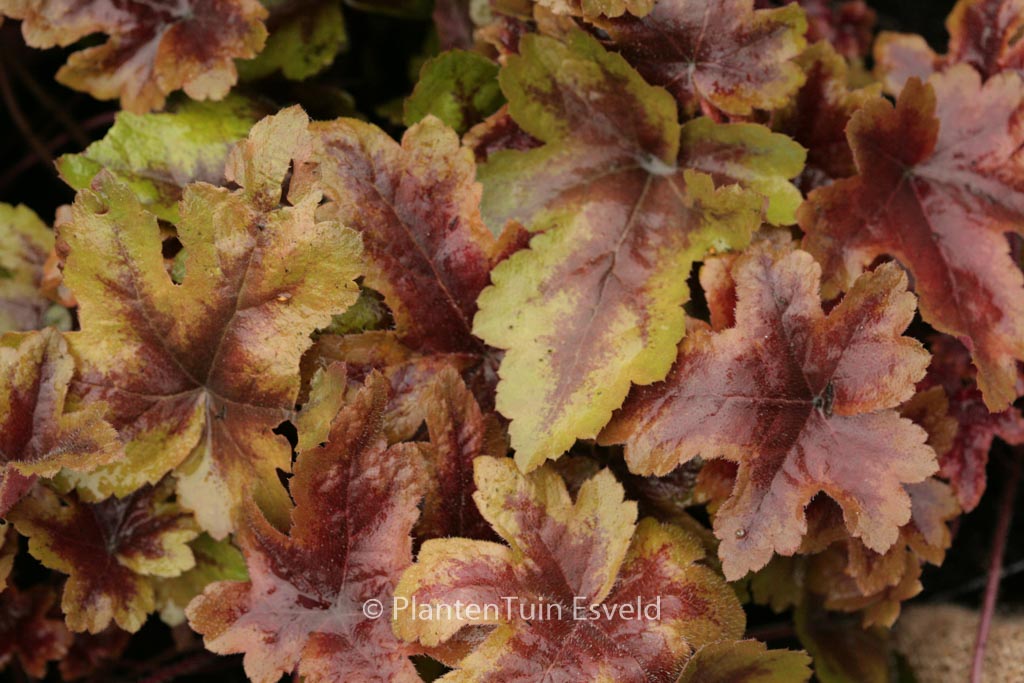 Heucherella 'Brass Lantern'
