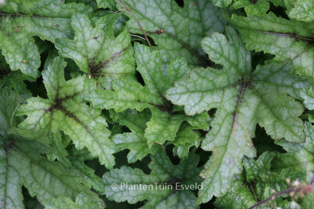 Heucherella 'Kimono'