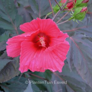 Hibiscus moscheutos 'Carousel Geant Red'