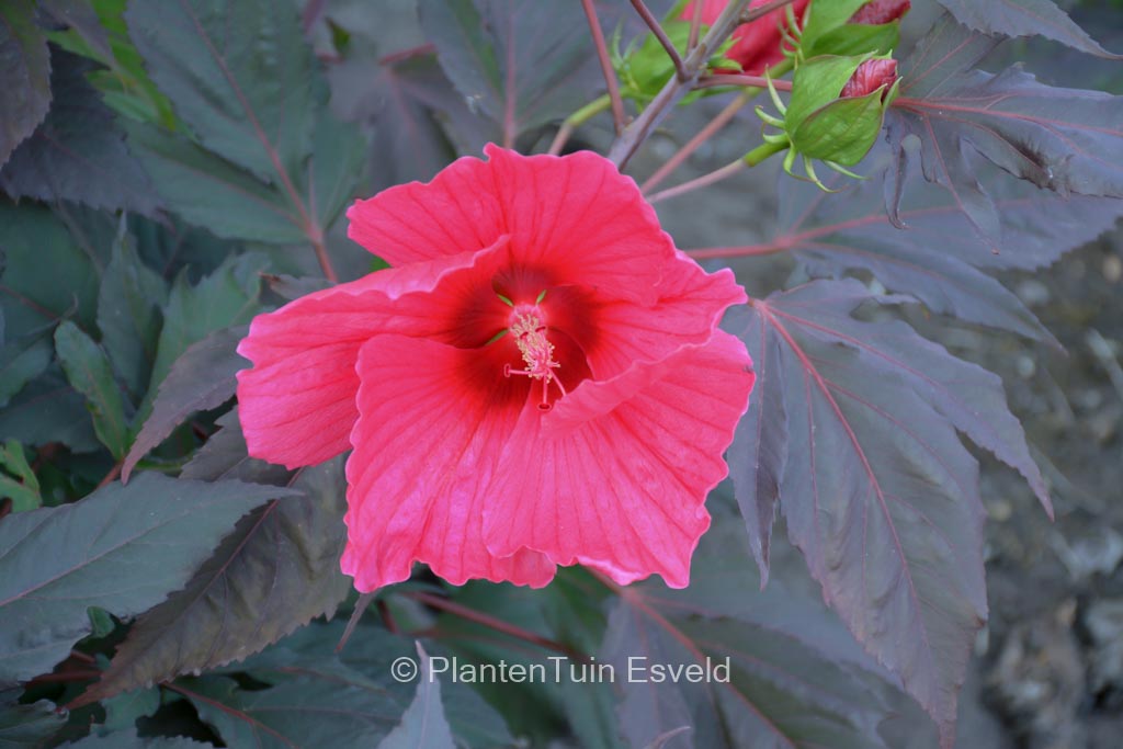 Hibiscus moscheutos 'Carousel Geant Red'