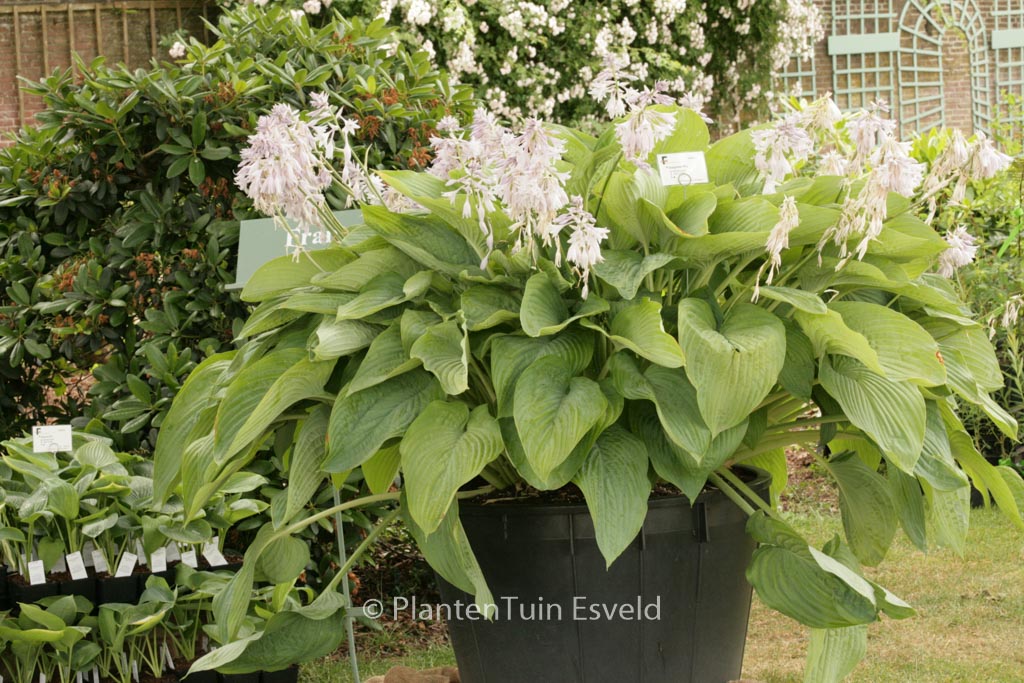 Hosta 'Empress Wu'