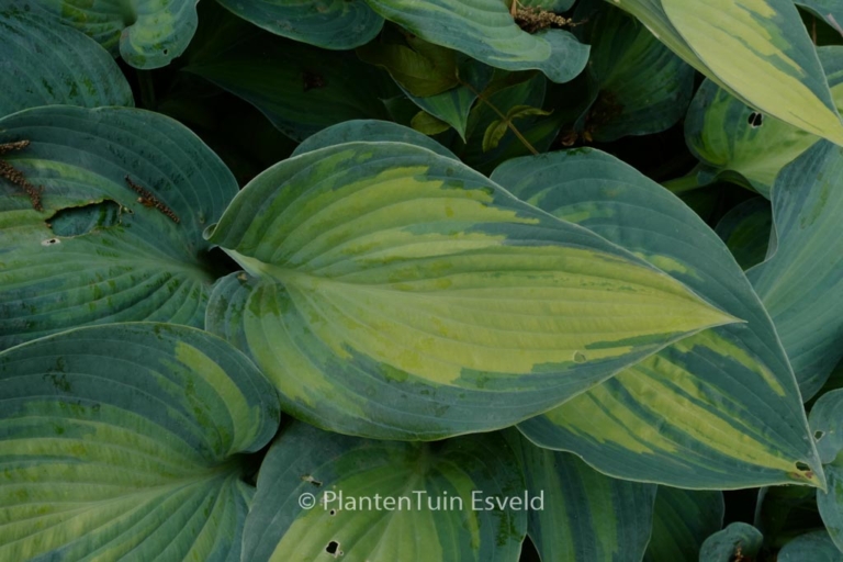 Hosta 'June'