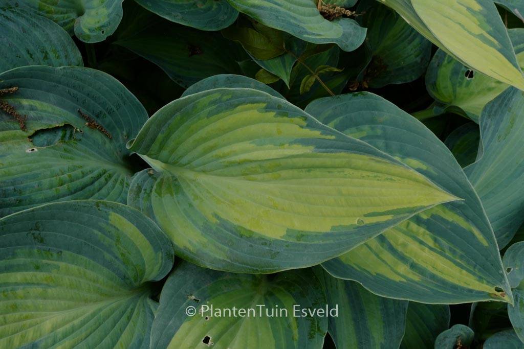 Hosta 'June'