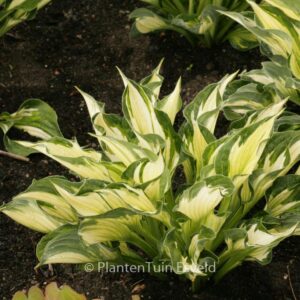 Hosta 'Whirlwind'