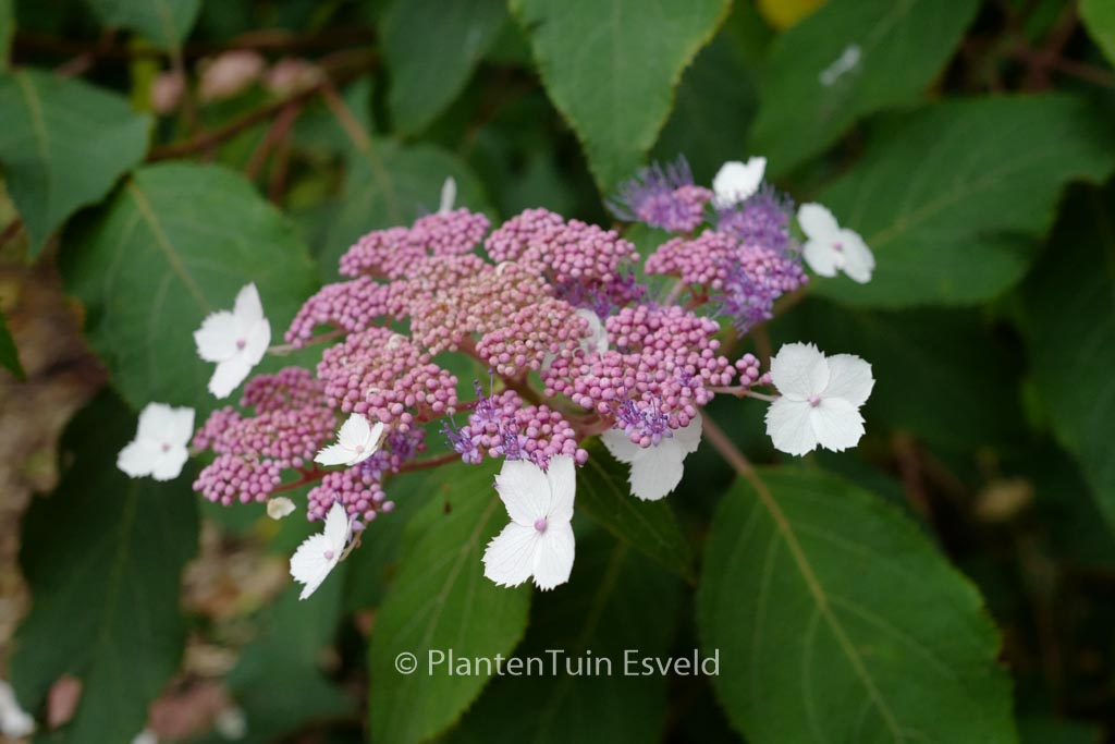 Hydrangea aspera 'Rowallane'