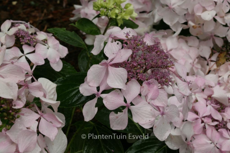 Hydrangea macrophylla 'Beaute Vendomoise'