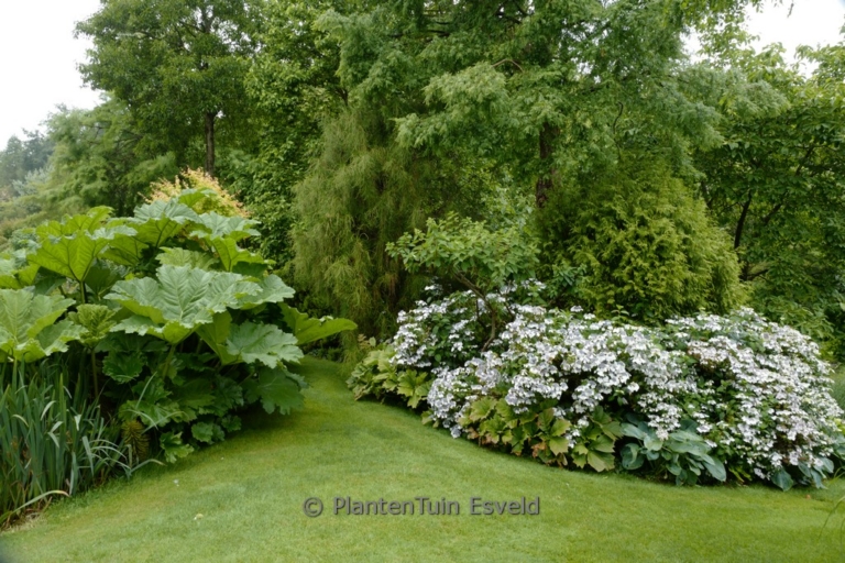 Hydrangea macrophylla 'Blanc Bleu Vasterival'