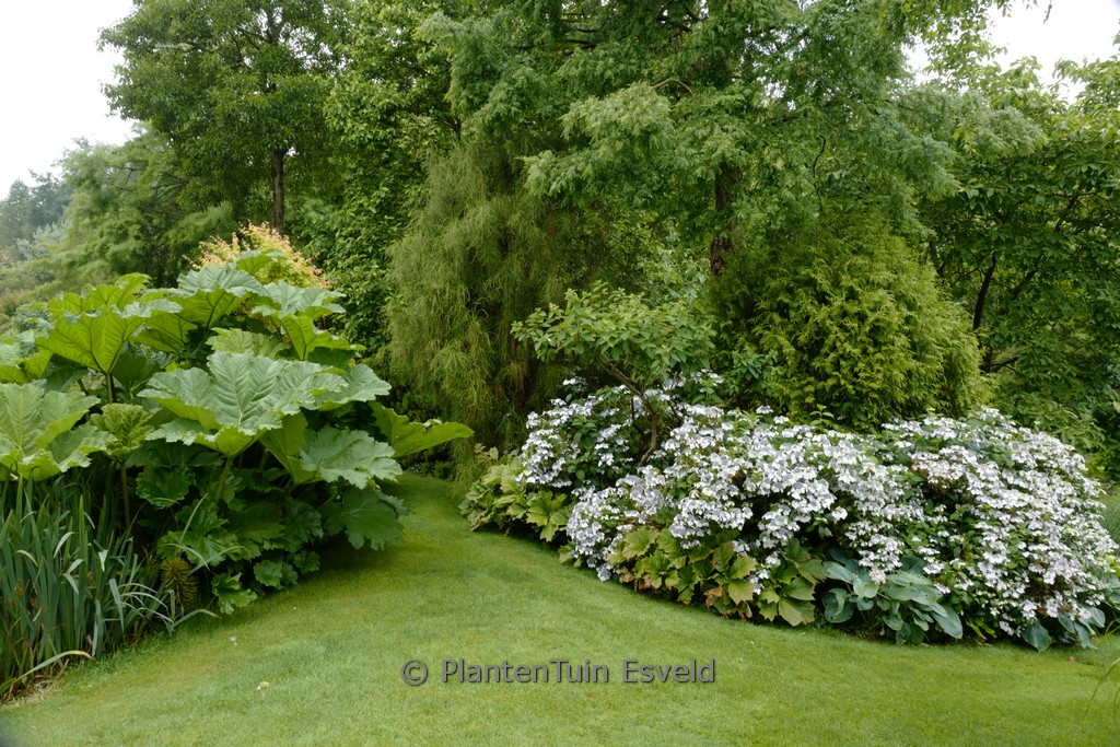 Hydrangea macrophylla 'Blanc Bleu Vasterival'