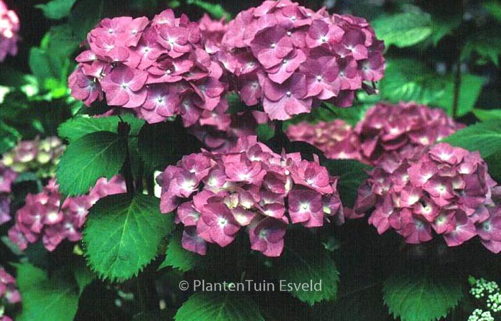 Hydrangea macrophylla 'Deutschland'