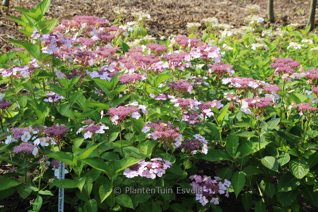 Hydrangea macrophylla 'Helene'