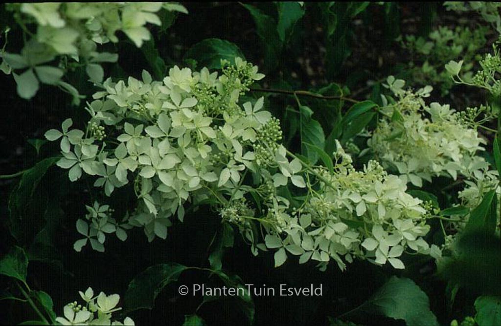Hydrangea paniculata 'Bridal Veil'