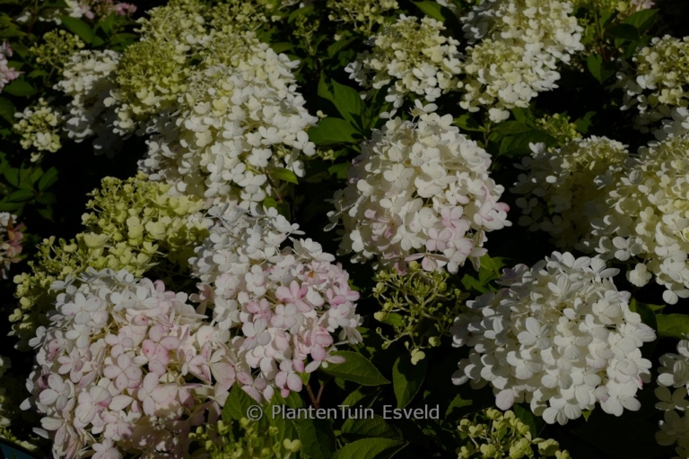 Hydrangea paniculata 'Quick Fire Fab'