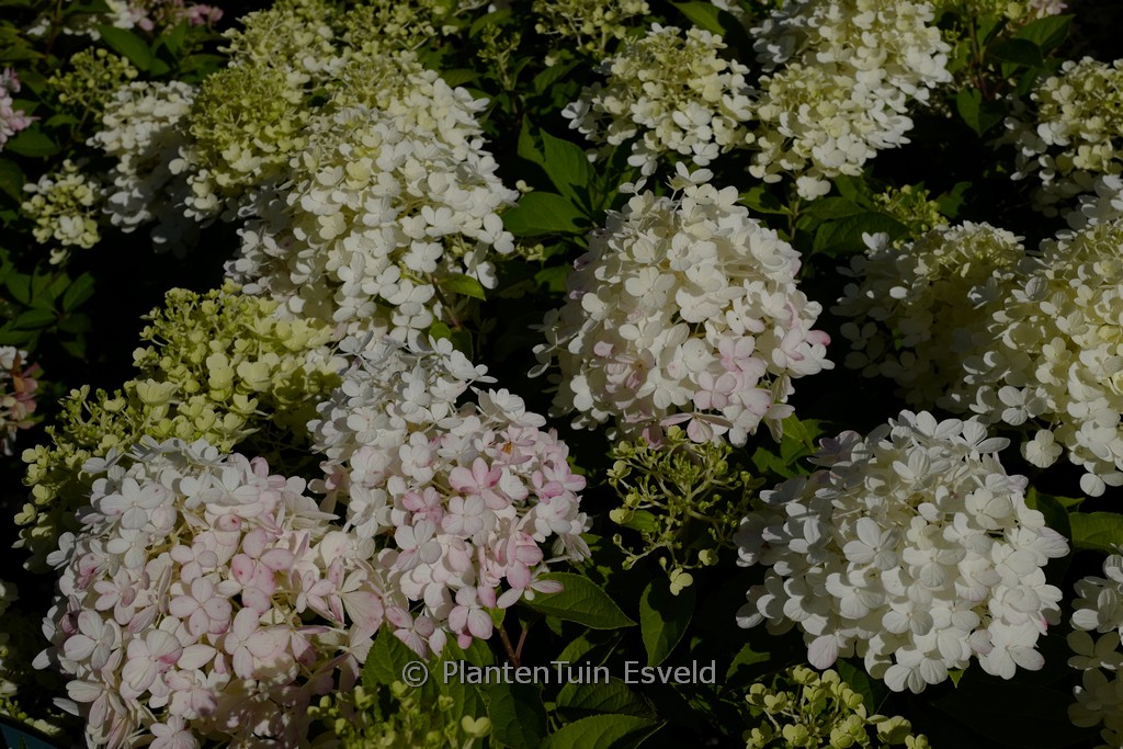 Hydrangea paniculata 'Quick Fire Fab'