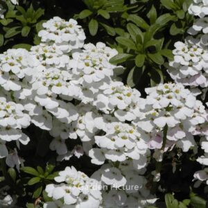 Iberis sempervirens 'Findel'