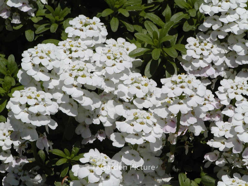 Iberis sempervirens 'Findel'
