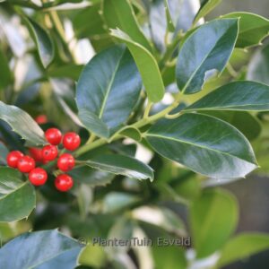 Ilex altaclerensis