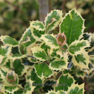 Ilex aquifolium 'Angustifolia Marginata Aurea'