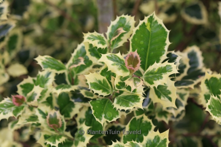 Ilex aquifolium 'Angustifolia Marginata Aurea'