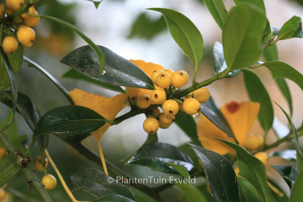 Ilex aquifolium 'Bacciflava'