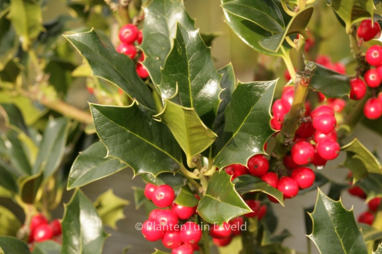 Ilex aquifolium 'Berlicum Beauty'