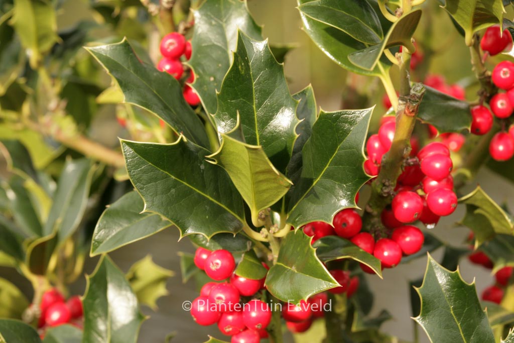 Ilex aquifolium 'Berlicum Beauty'