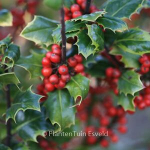 Ilex aquifolium 'Cookii'