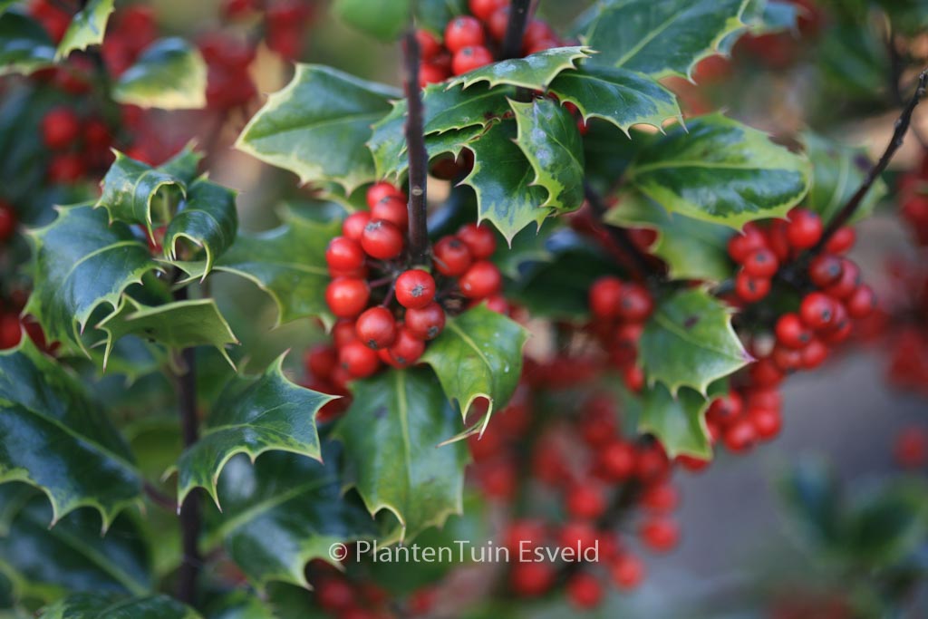 Ilex aquifolium 'Cookii'