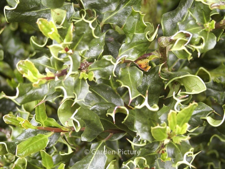Ilex aquifolium 'Crispa'