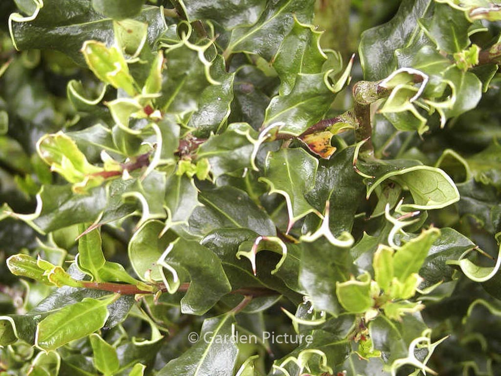 Ilex aquifolium 'Crispa'