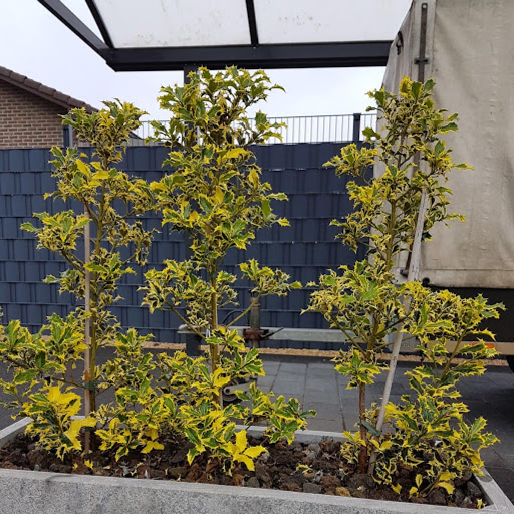 Ilex aquifolium 'Golden DJ'