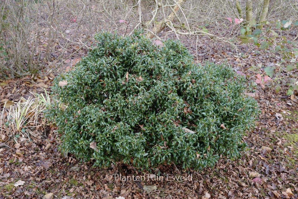 Ilex aquifolium 'Lichtenthalii'