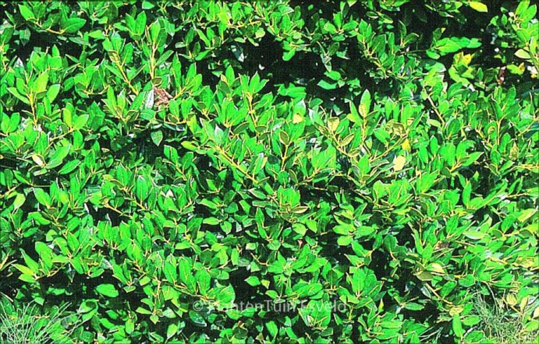 Ilex aquifolium 'Needlepoint'