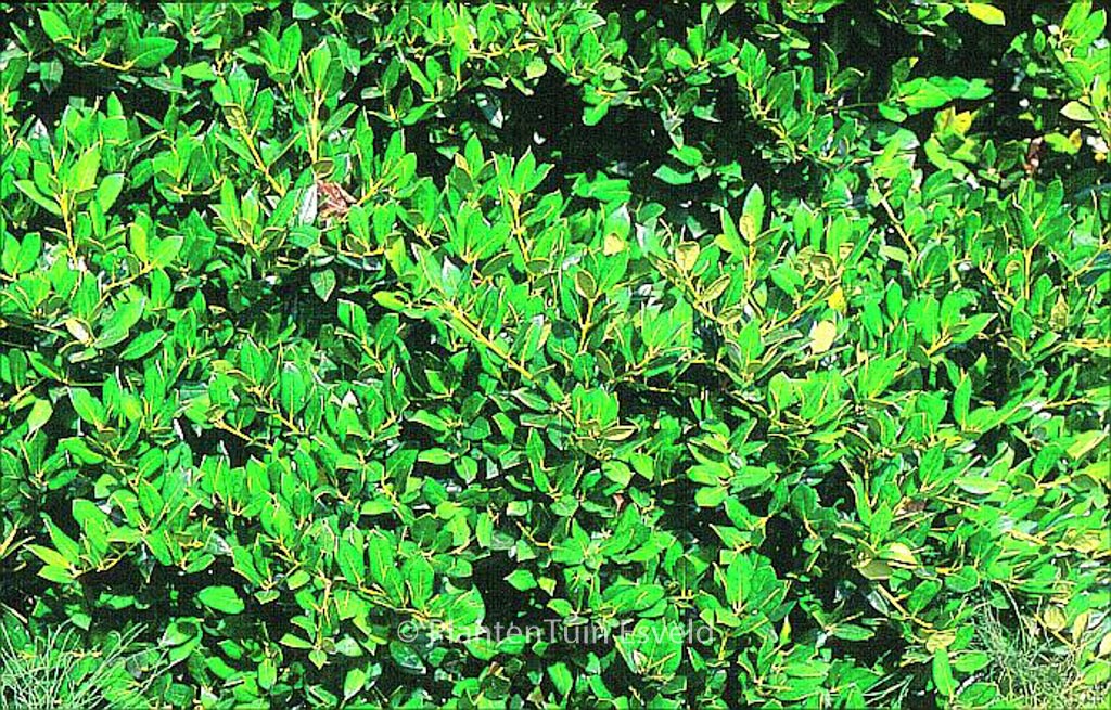 Ilex aquifolium 'Needlepoint'