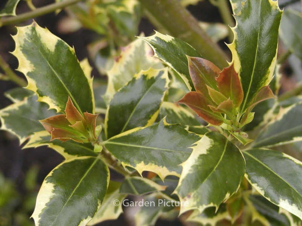 Ilex aquifolium 'Pyramidalis Aureomarginata'