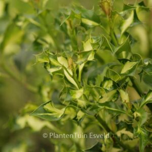 Ilex aquifolium 'Somerset Cream'