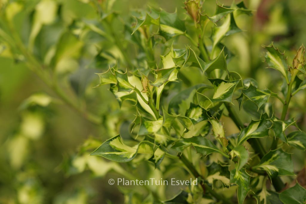 Ilex aquifolium 'Somerset Cream'