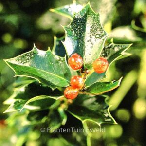Ilex aquipernyi 'San Jose'