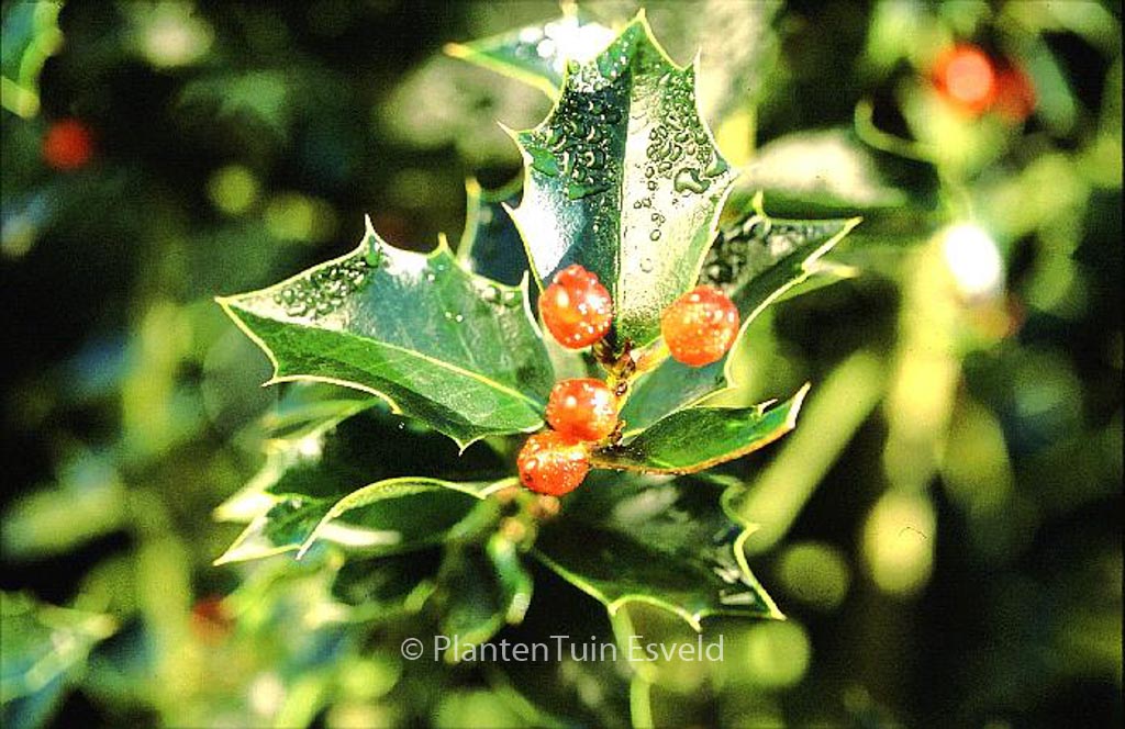 Ilex aquipernyi 'San Jose'