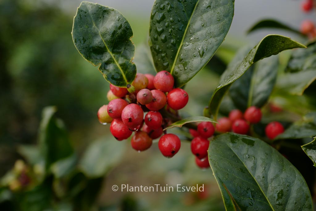Ilex 'Clusterberry'