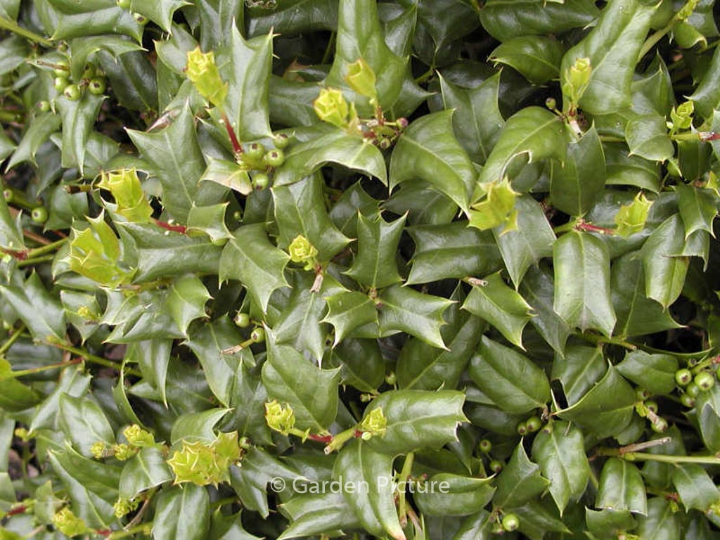 Ilex cornuta 'Hitchcock'