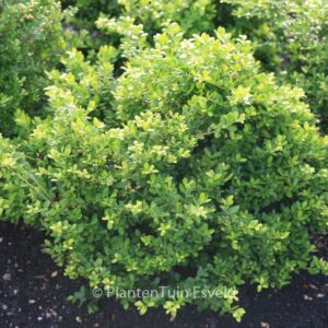 Ilex crenata 'Gloria'