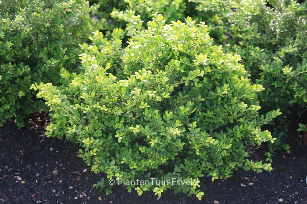 Ilex crenata 'Gloria'
