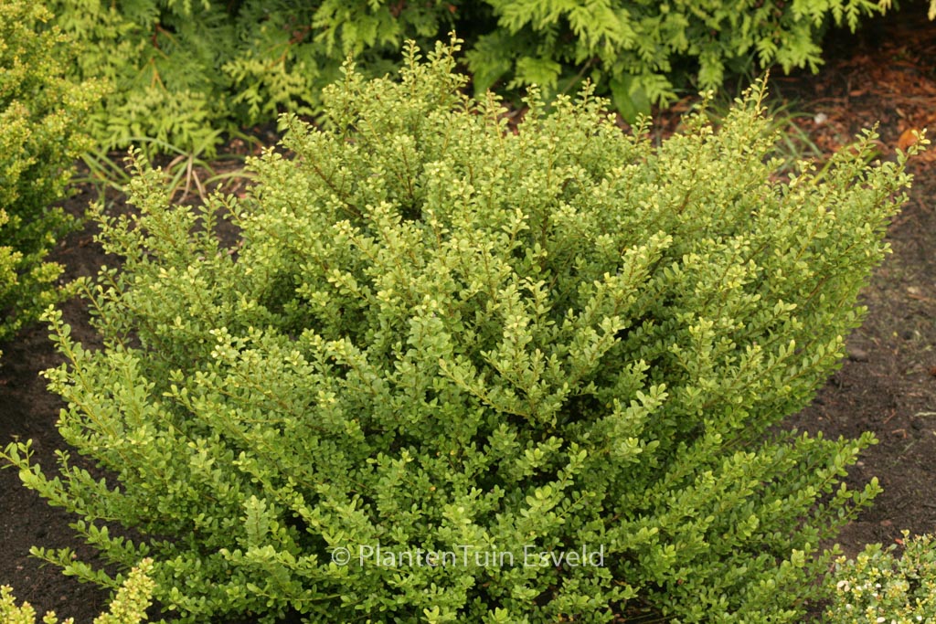 Ilex crenata 'Glorie Dwarf'